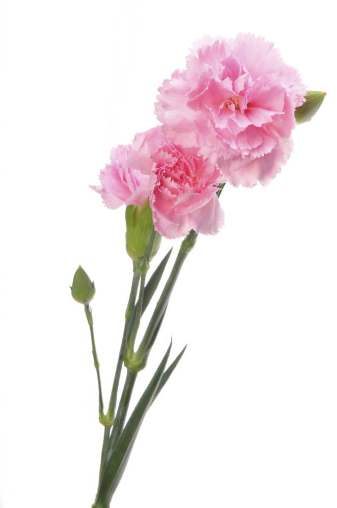 Pink Carnation - iStock_000013299987_Medium